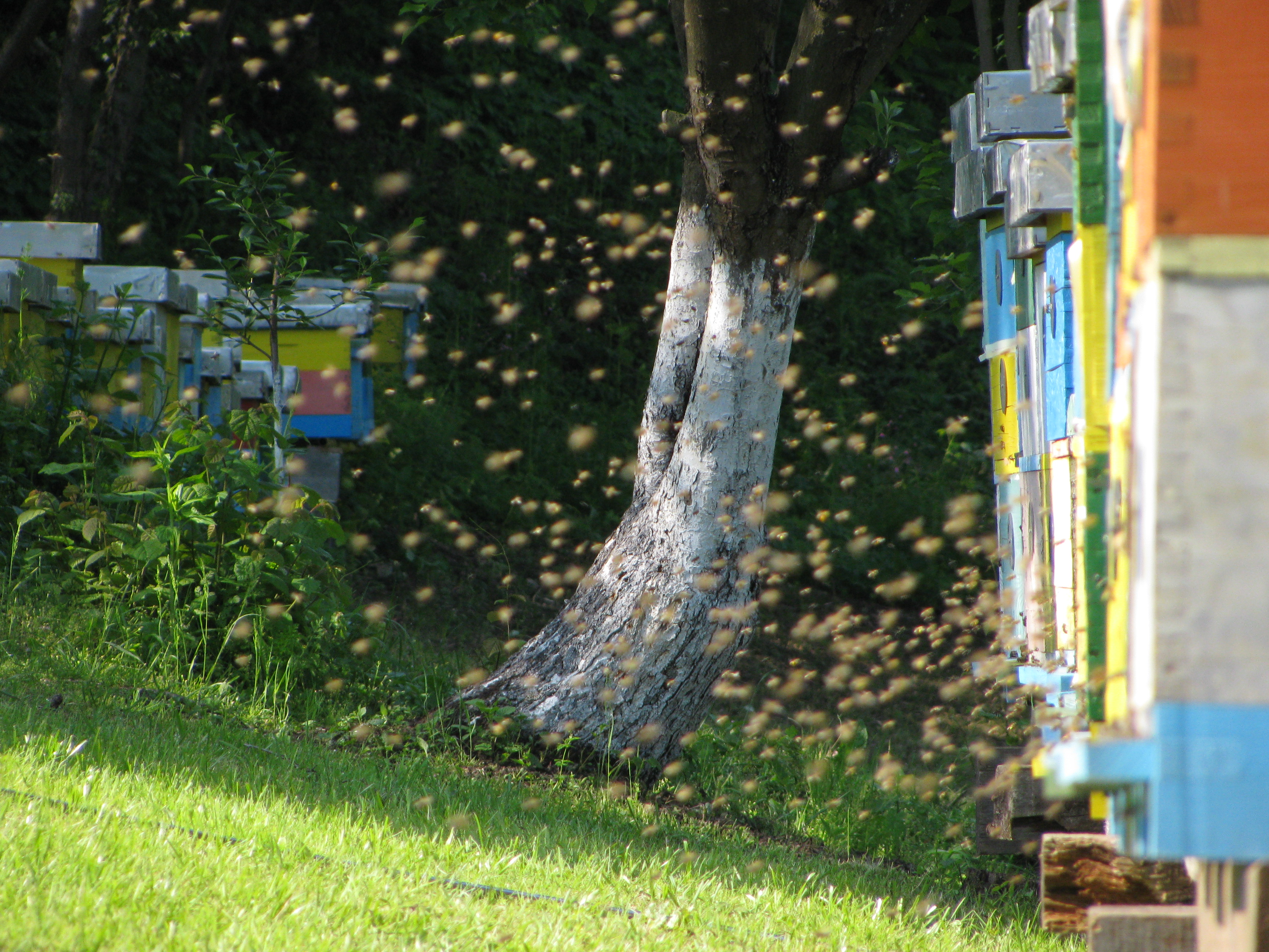 Beekeeping & Production
